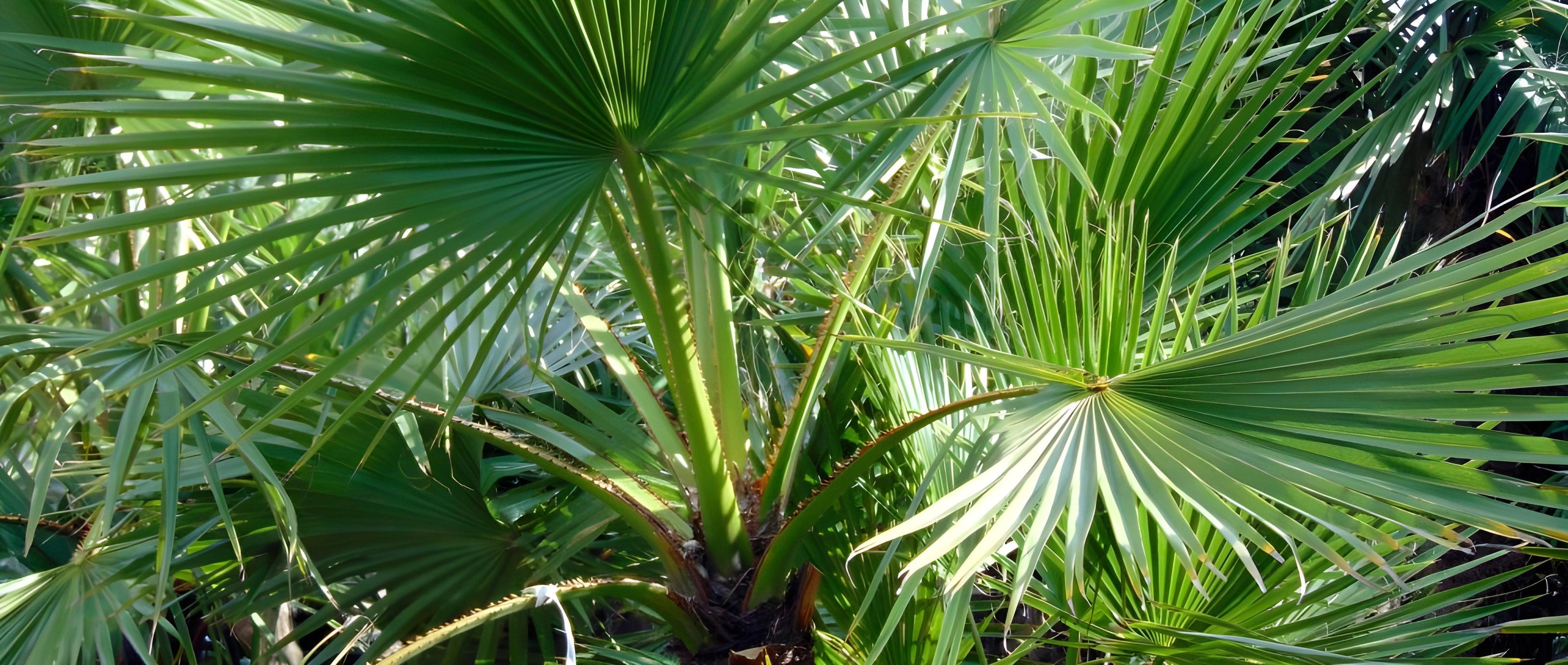 Washingtonia-Planter-cultiver-entretenir_1 - H O R R I Z Z O N